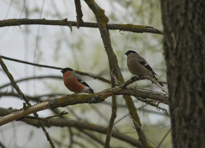 DIFFERENT BIRDS - 3 - My, Ornithology, Birds, Nature, Schelkovo, Moscow region, Hobby, Photo hunting, Longpost