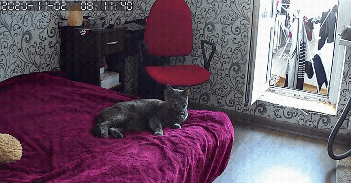 But it turned out... - My, Pets, Camera, Peeping, GIF, cat