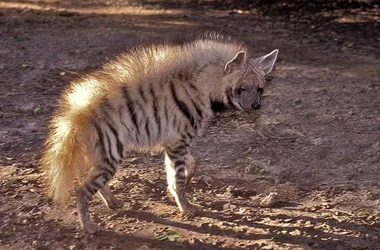 Israeli hyenas have learned to open canned food for wolves - Hyena, Striped hyena, Israel, Desert, Wolf, Cooperation, Wild animals, Predator, Animals