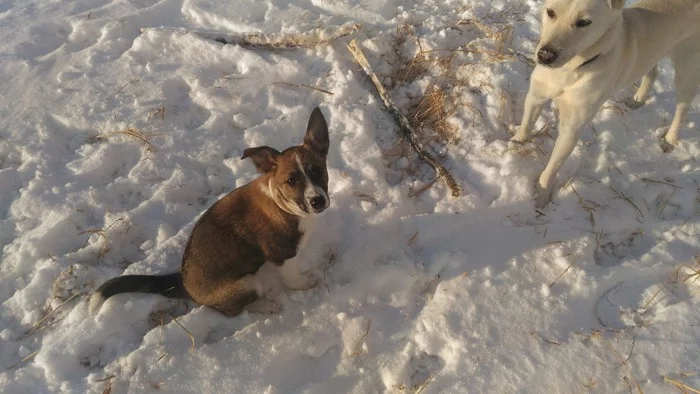 Sherry (then and now) continued - My, Dog, Pets, The photo, Animal Rescue, Friend of human, Longpost, It Was-It Was