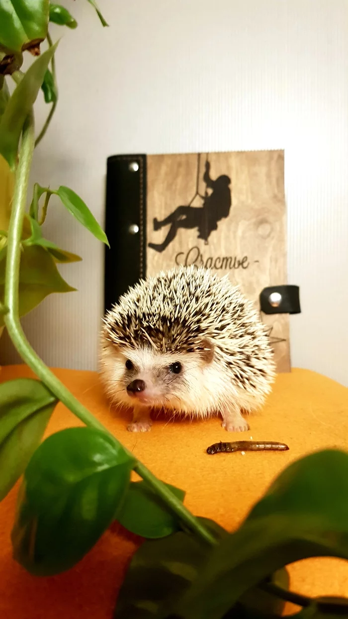 There is happiness - My, African pygmy hedgehog, Lucky