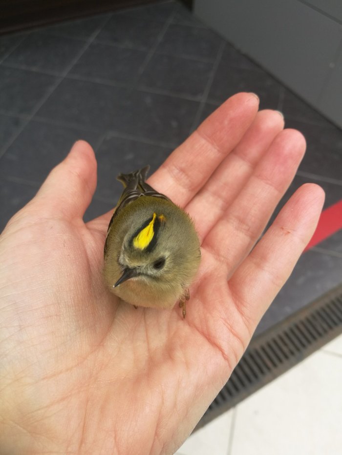 какая птица меньше колибри. Смотреть фото какая птица меньше колибри. Смотреть картинку какая птица меньше колибри. Картинка про какая птица меньше колибри. Фото какая птица меньше колибри какая птица меньше колибри. Смотреть фото какая птица меньше колибри. Смотреть картинку какая птица меньше колибри. Картинка про какая птица меньше колибри. Фото какая птица меньше колибри