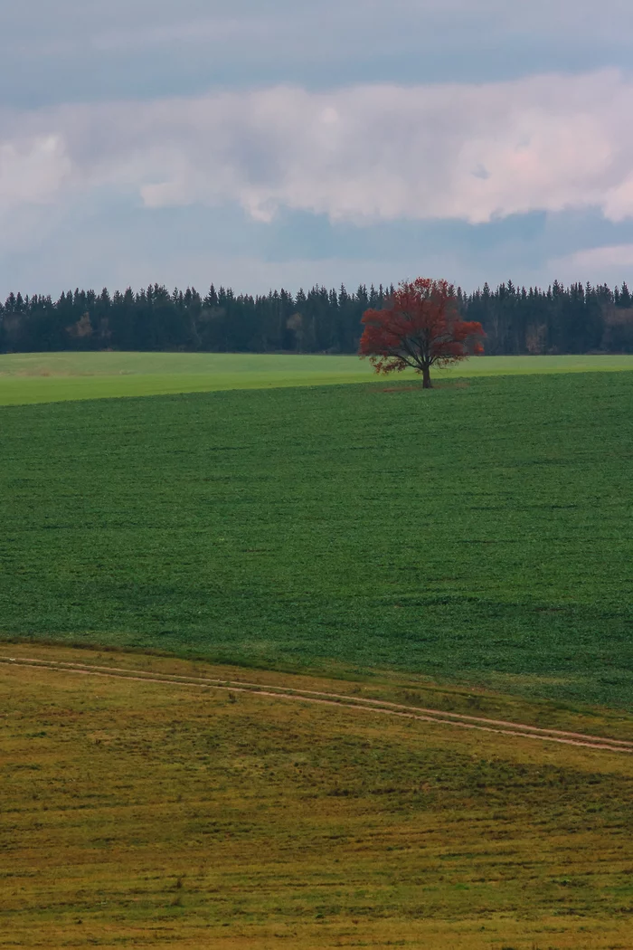 Autumn contrasts - My, The photo, Landscape