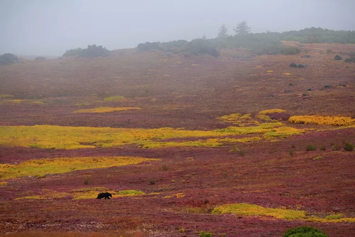 Bear in the tundra - The Bears, Brown bears, Wild animals, Kamchatka, Nature, wildlife, Tundra, Meeting