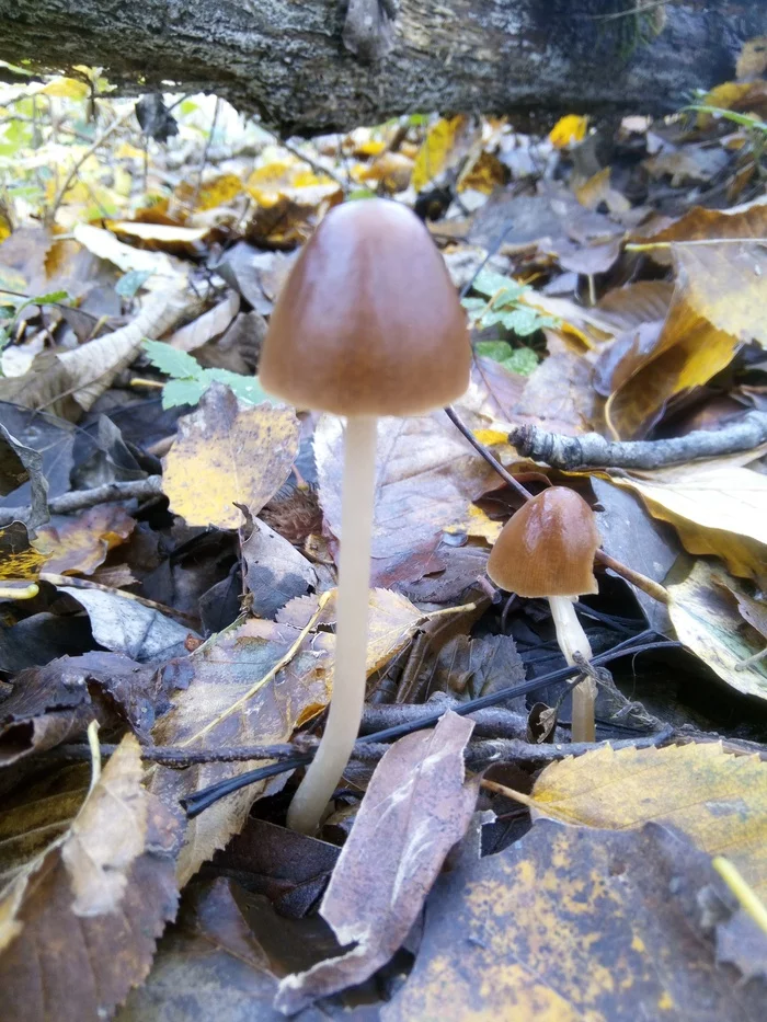 Are the mushrooms in the forest edible??? - Mushrooms, Forest, Mycology, , Longpost, Esculent