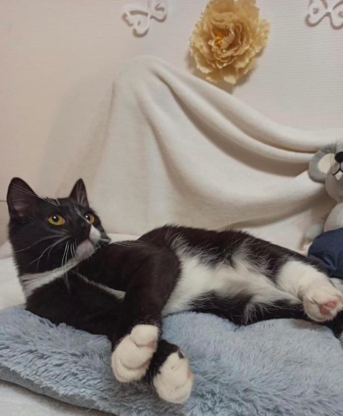 Как сделать кота пьяным