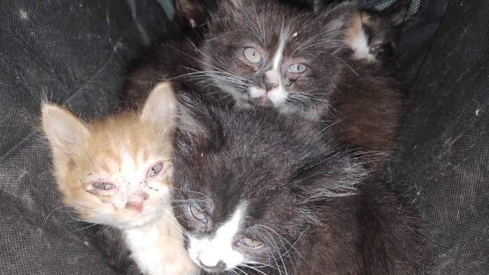 Пикабушники Help! Котята в подъезде...