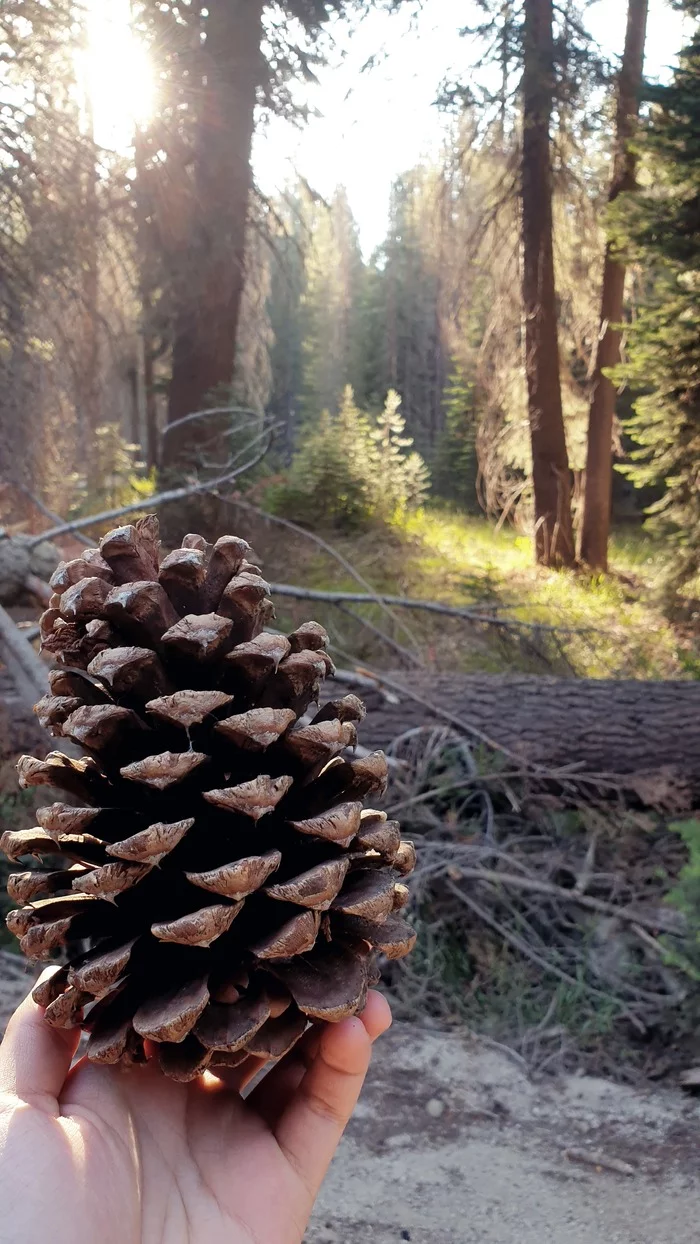 Sequoia cone - My, Travels, Sequoia, National park, The photo, USA, Longpost