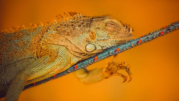 Colourful dreams - My, The photo, Macro, Macro photography, Iguana, Dream