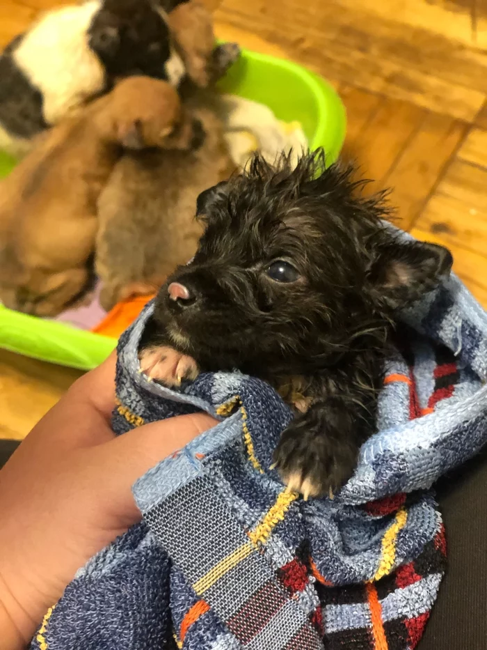 How I became a mother to one-day-old puppies - 