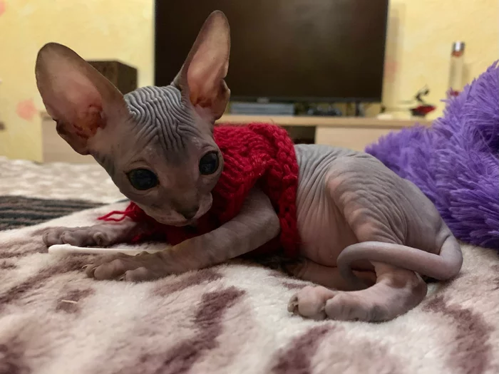 A hairless cat is disgusting, they said. Why would she be needed, they said. And now they are arguing about who loves her more - My, cat, Sphinx, Canadian sphinx, Longpost