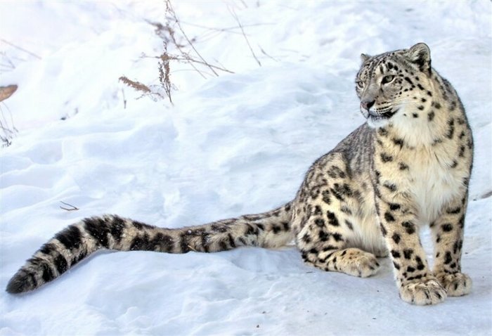 Так все-таки зачем снежный барс жует свой хвост? Снежный барс, Животные, Фотография, Видео, Длиннопост, Большие кошки, Хвост, Кот Так все-таки зачем снежный барс жует свой хвост? Снежный барс, Животные, Фотография, Видео, Длиннопост, Большие кошки, Хвост, Кот