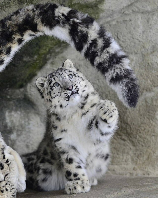 So why does a snow leopard chew its tail? - Snow Leopard, Animals, The photo, Video, Longpost, Big cats, Tail, Cat family, Predatory animals, Wild animals