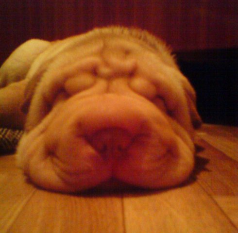 Charming Shar Pei - My, Dog, Shar Pei, Kawaii, Milota, Video, Longpost