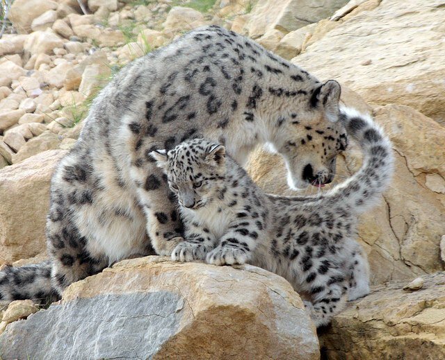 So why does a snow leopard chew its tail? - Snow Leopard, Animals, The photo, Video, Longpost, Big cats, Tail, Cat family, Predatory animals, Wild animals