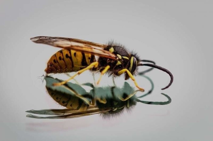 Water wasps from Japan named after Godzilla - Insects, Wasp, Opening, Godzilla, Biology, Video, Longpost
