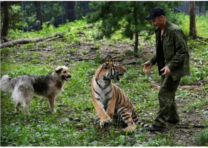 The son of the famous Amur tiger from the Seaside Safari Park went to the UAE to see his bride this year - Seaside Safari Park, Amur tiger, Red Book, Longpost, Tiger, Big cats, Wild animals