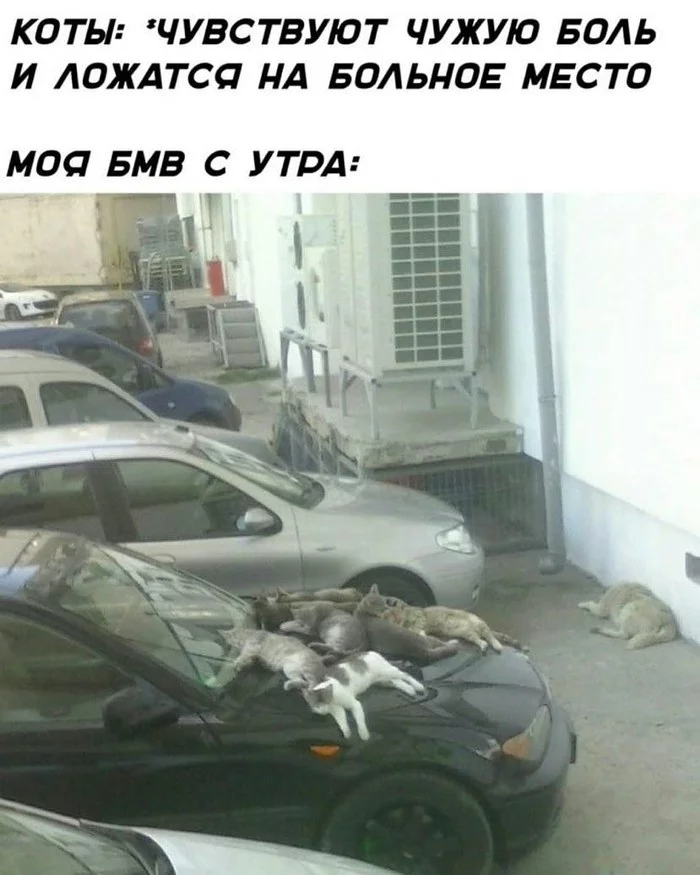 Cats... - BMW E46, Cats are liquid, Bmw, cat