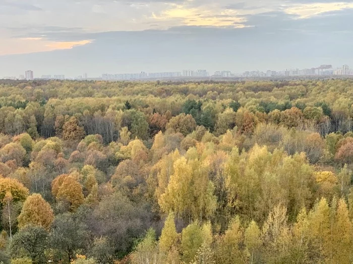 October - My, Forest, Bitsevsky Park, Autumn, October, The photo