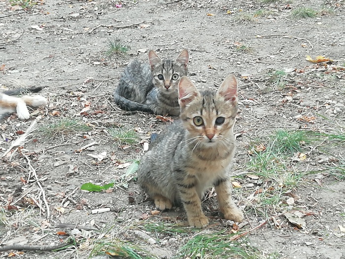 Одноглазые котики-красавцы