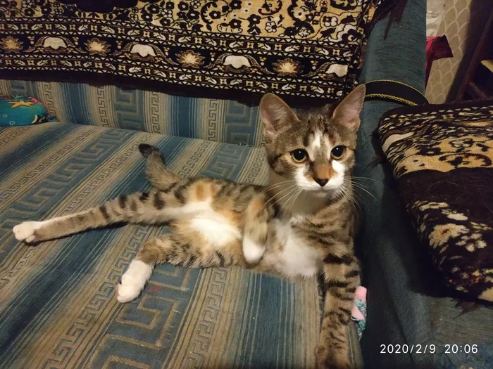 Lost cat, pet - My, Lost, Tricolor cat, Moscow, Setun, Animals, Longpost, cat, Lost cat, No rating