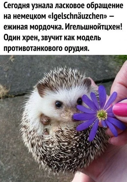 German affectionate - German, Hedgehog, Linguistics, Images, Picture with text