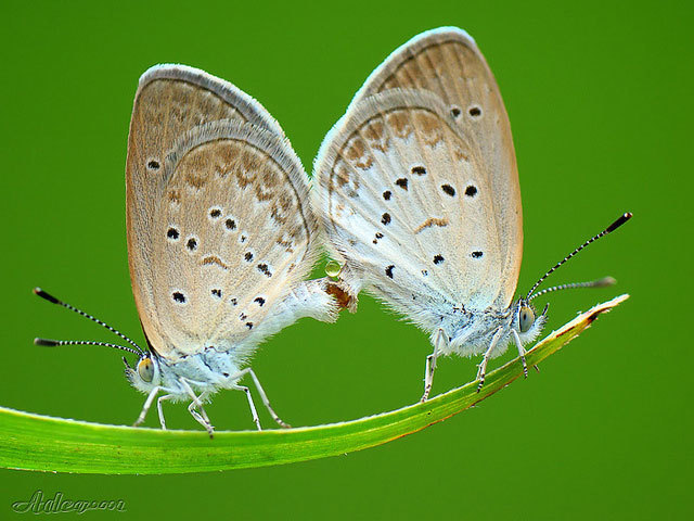 Macro photography - The photo, Macro photography, Longpost, Insects, Arthropods, Spider, Mantis, Snail, Ants, Butterfly