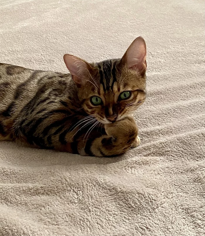 He's up to something - My, cat, Pets, Bengal cat, Longpost