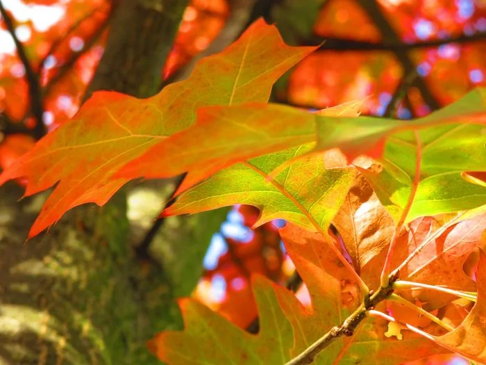 Macro leaflets in your feed - My, Autumn, Macro, Macro photography, Photoshop master, Camera, Canon, Nikon, Longpost, Autumn leaves