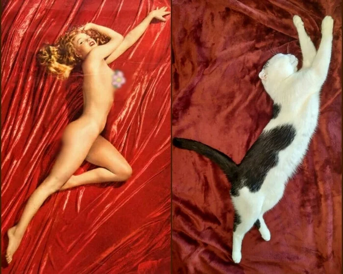Pin-up - NSFW, My, cat, Marilyn Monroe, Models, Pin up