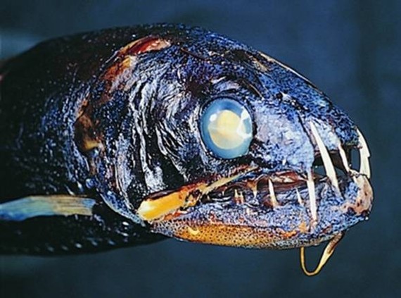 Several creepy inhabitants of the deep sea. Part 1 - Ocean, Sea, Inhabitants, The photo, Longpost, Animals