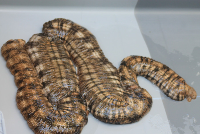 рыба гадюка фото морская. Смотреть фото рыба гадюка фото морская. Смотреть картинку рыба гадюка фото морская. Картинка про рыба гадюка фото морская. Фото рыба гадюка фото морская рыба гадюка фото морская. Смотреть фото рыба гадюка фото морская. Смотреть картинку рыба гадюка фото морская. Картинка про рыба гадюка фото морская. Фото рыба гадюка фото морская