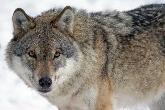 Colorado votes to return to wolf state - Wolf, USA, Colorado, Return, The national geographic