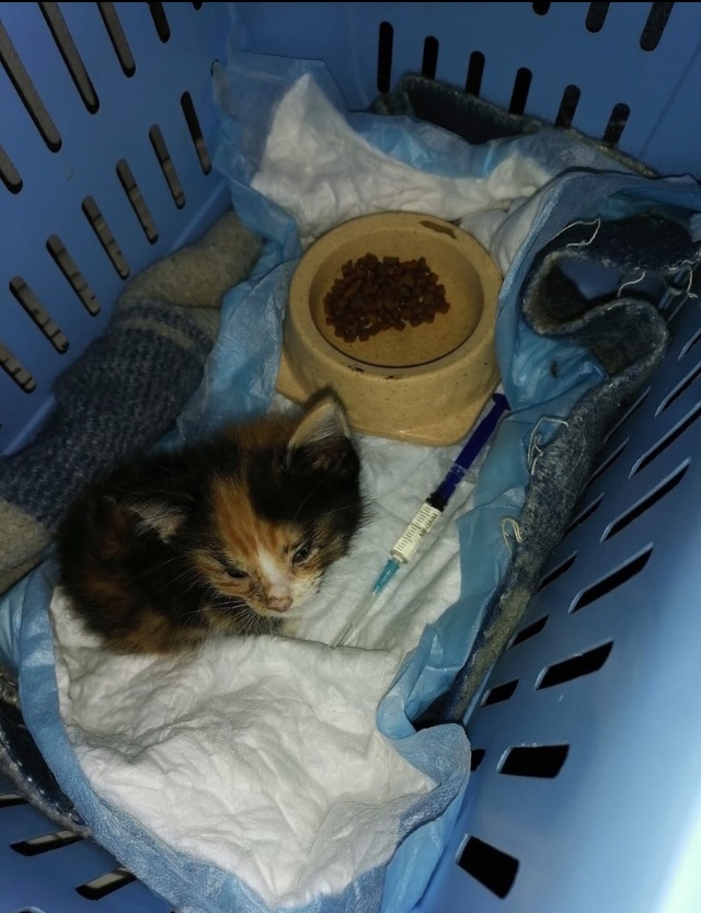 Continuation of the post “Kittens were planted at a factory in the forest. There is nowhere for the little ones to sleep - My, Kittens, Help, Kindness, Homeless animals, Pets, Foundling, Pet, Animals, cat, Video, Reply to post, Longpost