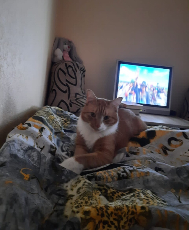 Continuation of the post “Please help save the ginger domestic cat from the street. St. Petersburg and Leningrad region - My, cat, Homeless animals, Pets, Help, Animals, Pet, Redheads, Reply to post, Longpost