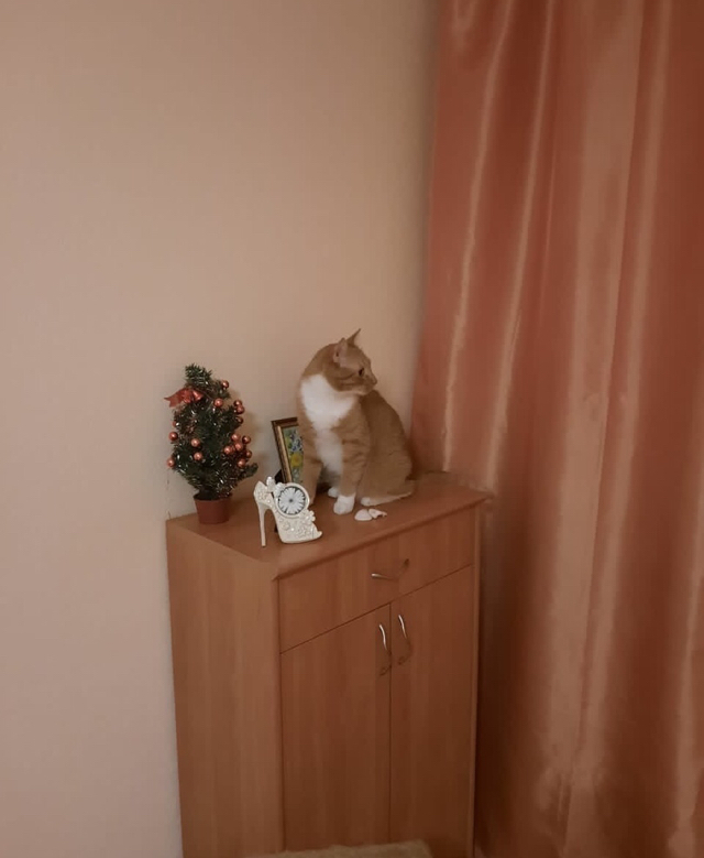 Continuation of the post “Please help save the ginger domestic cat from the street. St. Petersburg and Leningrad region - My, cat, Homeless animals, Pets, Help, Animals, Pet, Redheads, Reply to post, Longpost