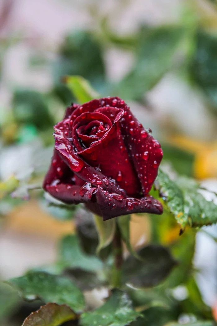 November in my garden - My, Garden, Garden, Dahlias, the Rose, Pansies, Grape, Persimmon, Garnet, Фрукты, Harvest, Crimea, November, Longpost, The photo