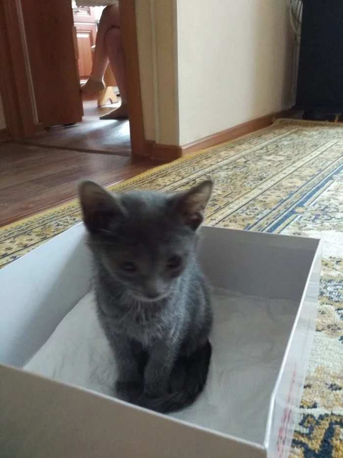 You won’t believe how I got a gray lump, everything is as usual, in all the stories)) I walked, I moved... or I walked, I saw... - My, Kittens, cat, Longpost, Foundling
