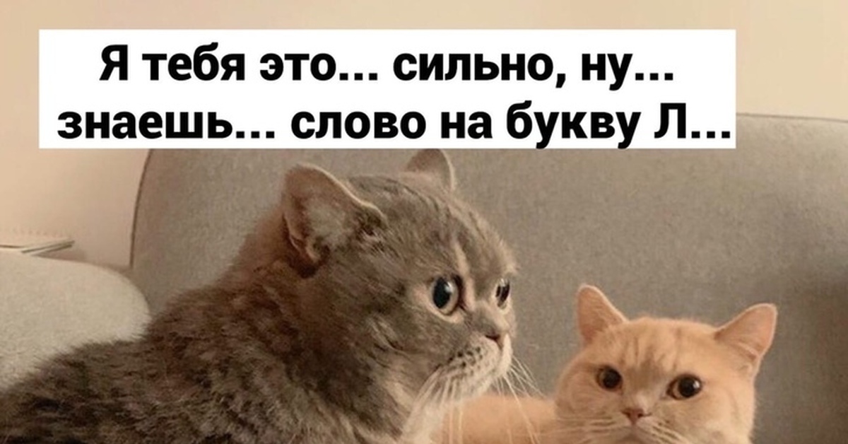 Ну какие знаешь. Шутка про лобзик. Слово на букву л лобзик кот. Лобзик Мем. Кот лобзик Мем.