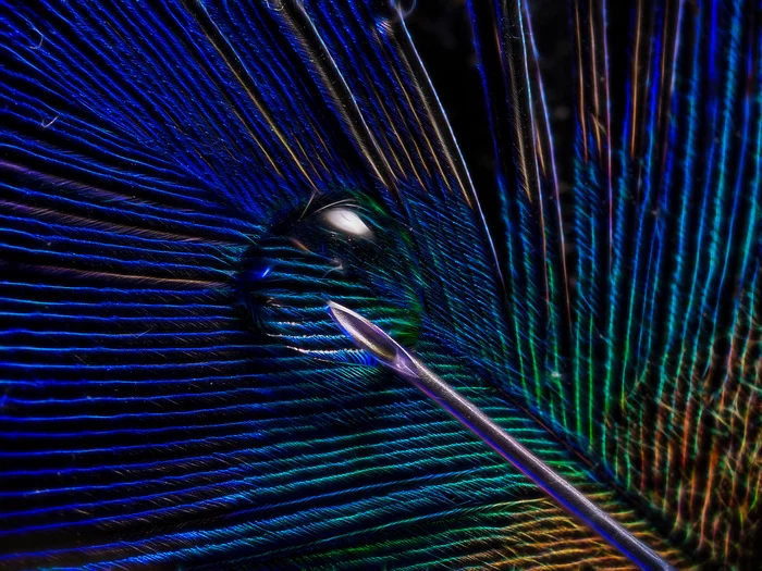 Peacock vaccine - My, Macro, Needle, Syringe, Feather, Peacock, Art, Macro photography