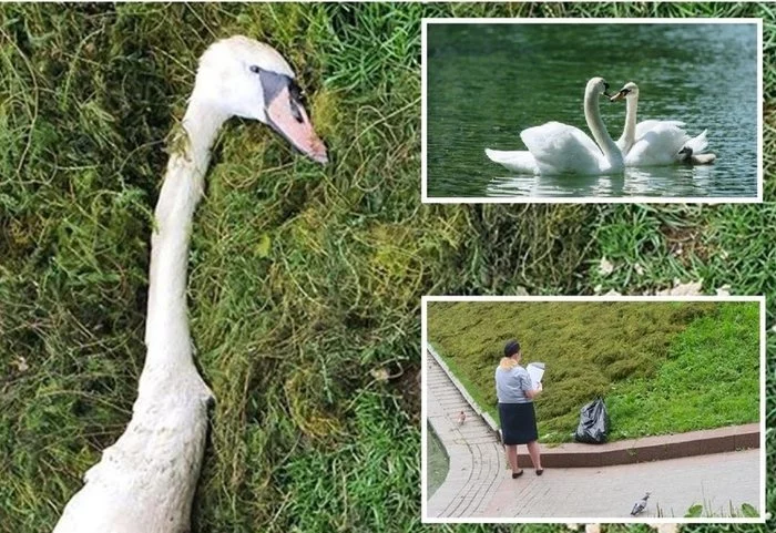 Flayers killed a swan that settled on the Patriarch's Ponds in the capital - White Swan, Patriarchal Ponds, Flailing, Animals, Birds, Negative, Swans