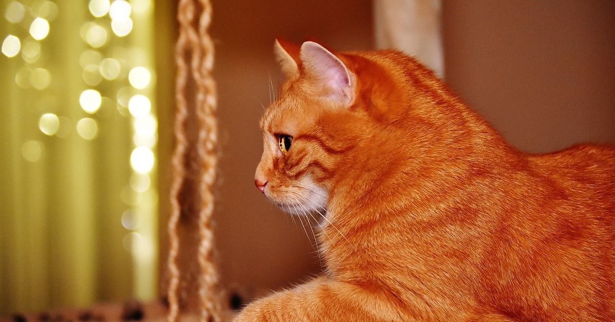 Картинки рыжего цвета. Арабский МАУ рыжий. Гарфилд порода кота. Рыжий гладкошерстный кот порода. Рыжая кошка.