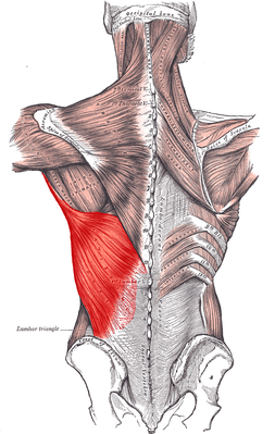 A little about muscles - My, Anatomy, Muscle, Back, Myology, Longpost