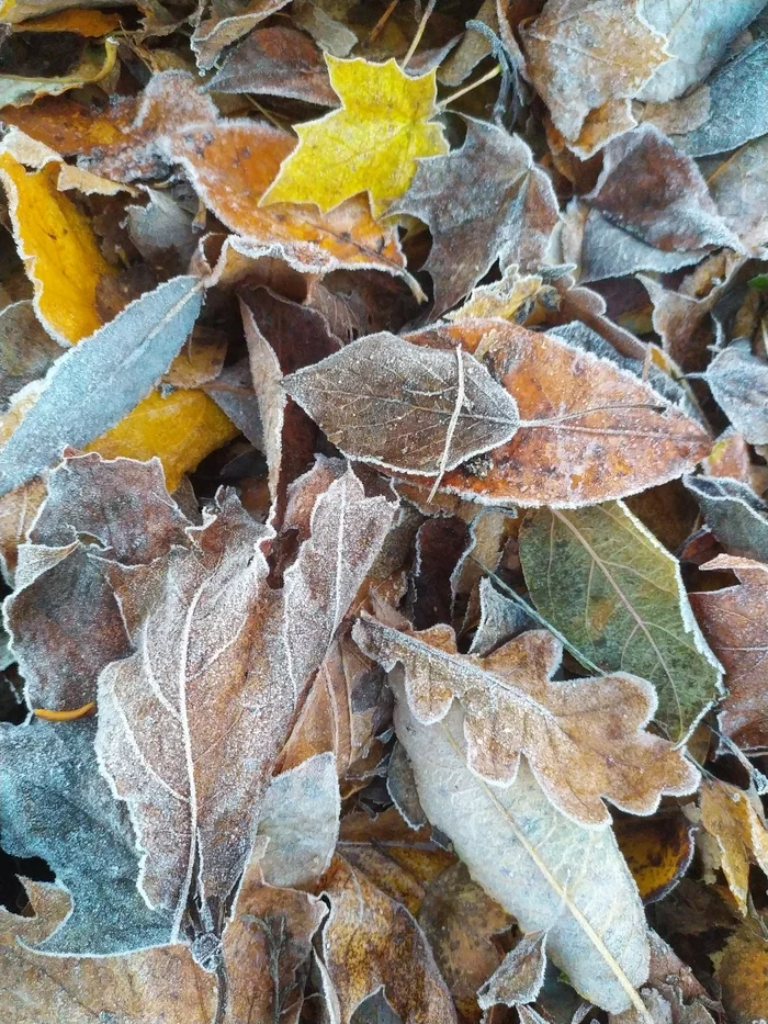 In the morning - My, Autumn, November, Frost, Leaves, Frost, Morning, Saint Petersburg, Walk, Longpost, , The photo