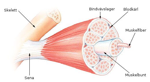 What is muscle tissue? - My, Anatomy, Myology, Histology, Cytology, Muscle, How is it done, Longpost