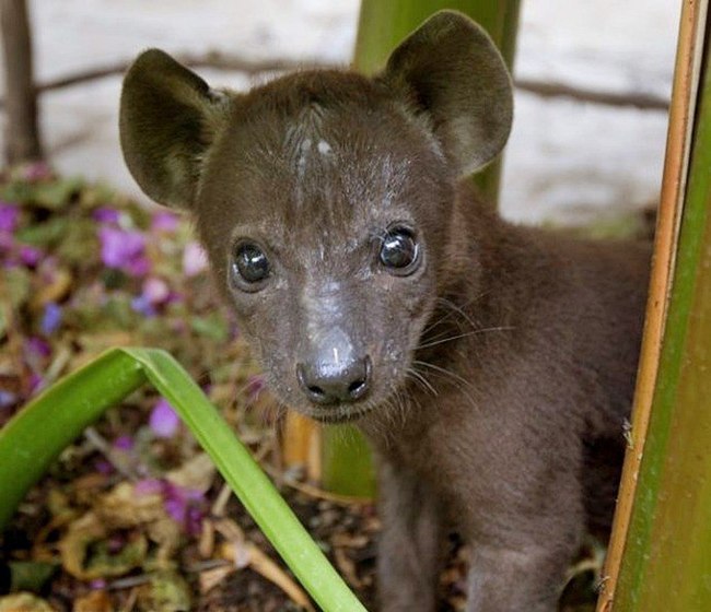 This puppy will never say woof - Hyena, Spotted Hyena, Young, Milota, Wild animals, The photo