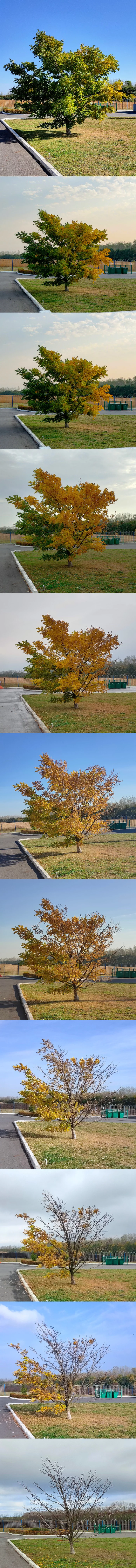 The story of one tree - My, The photo, Tree, Autumn, Longpost