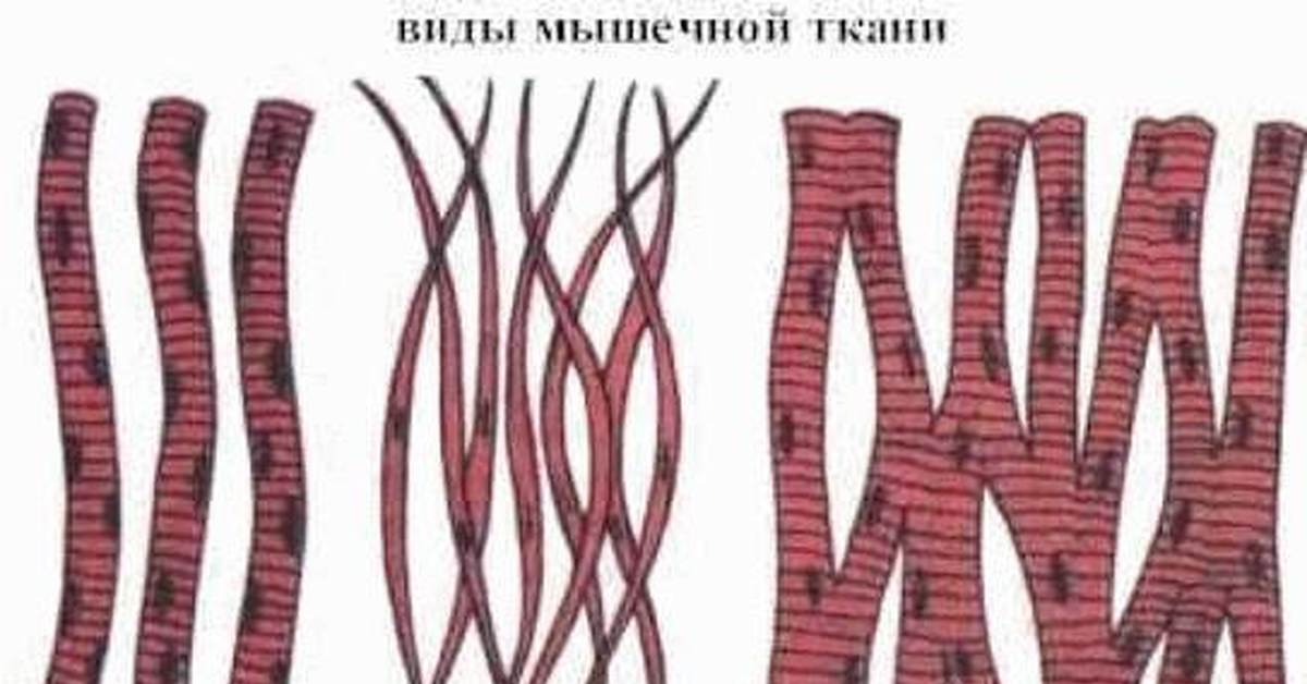 2 мышечная ткань. Мышечная ткань гладкая поперечно-полосатая сердечная. Клетки поперечно-полосатой мышечной ткани. Поперечно полосатая мышечная ткань сердечная и Скелетная. Скелетная сердечная и гладкая мышечная ткань.