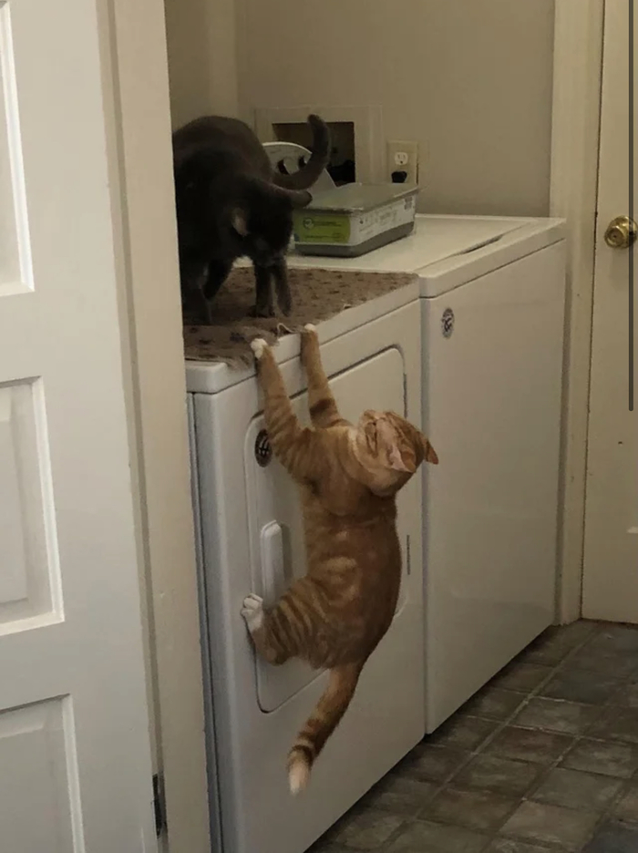 Да здравствует новый король