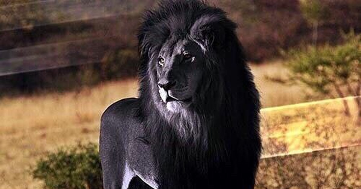 Черны лев 5
